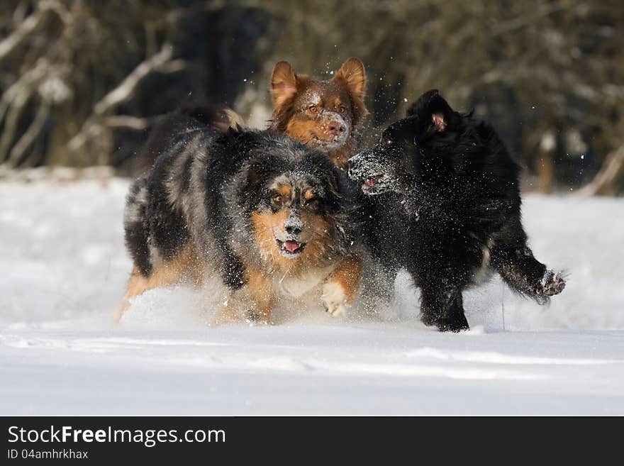 Three Australian Shepherd have fun in the snow. Three Australian Shepherd have fun in the snow