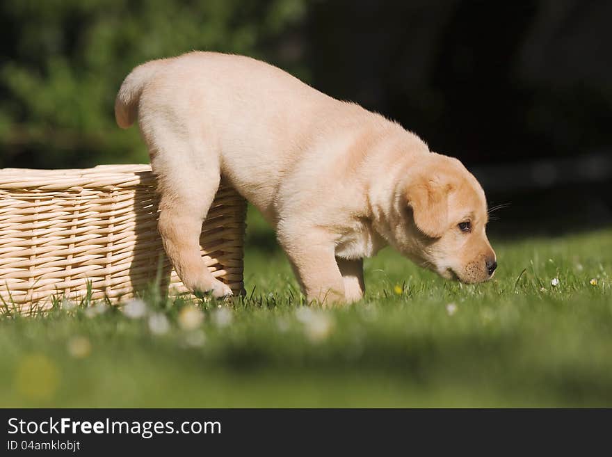 Puppy jumps out of basket