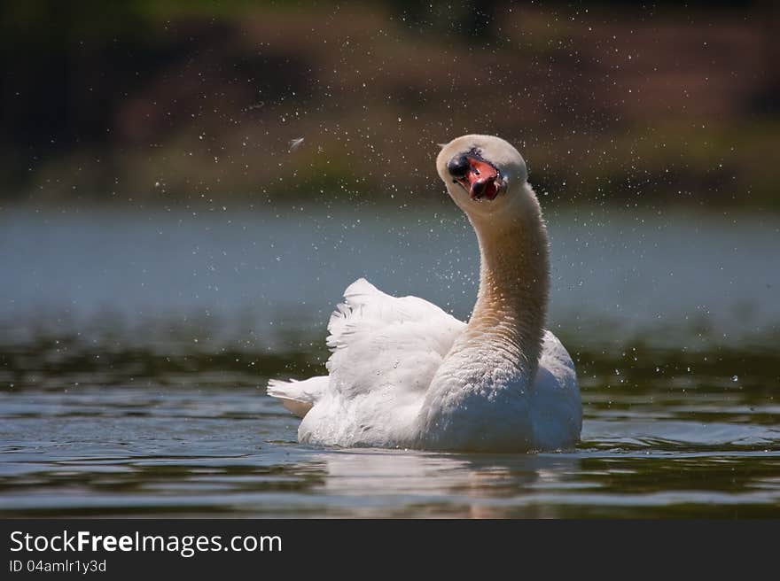 Kissing Swan