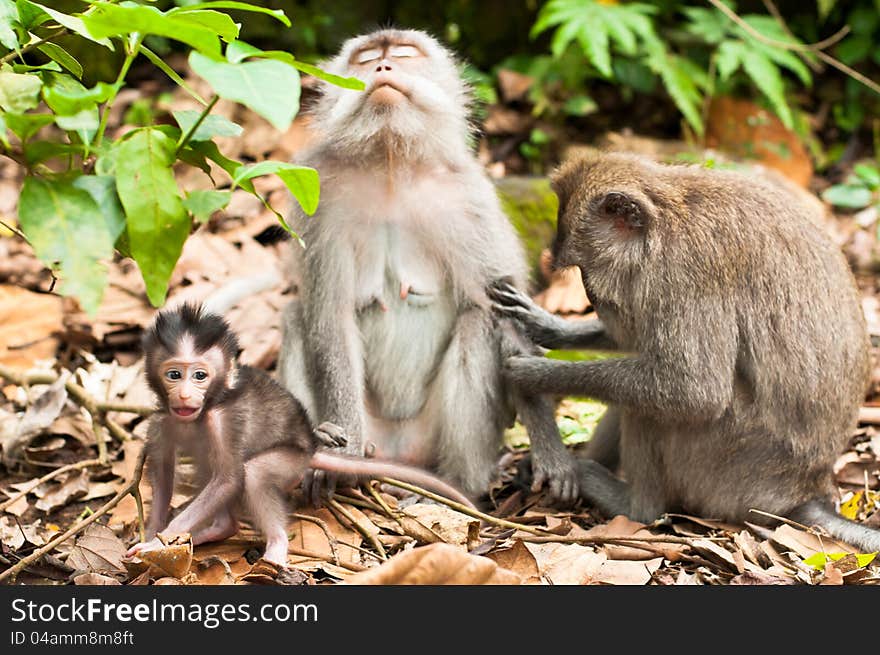 Long-tailed macaques (Macaca fascicularis) in Sacred Monkey Forest, Ubud, Indonesia