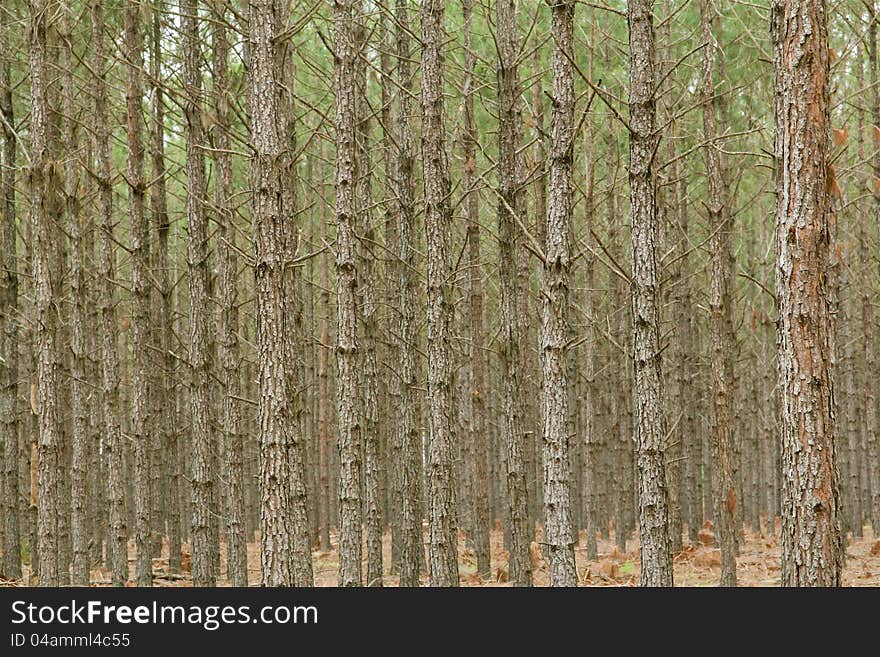 Young pine trees. Great for wallpaper. Young pine trees. Great for wallpaper.