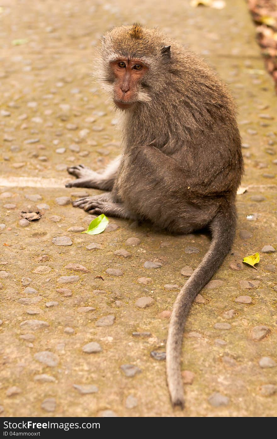 Long-tailed Macaques