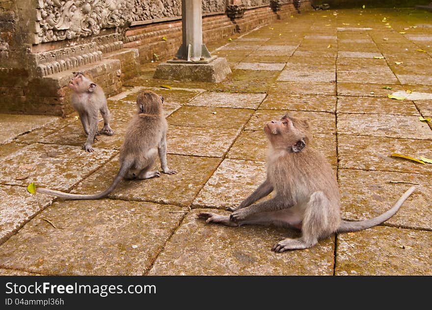 Long-tailed Macaques