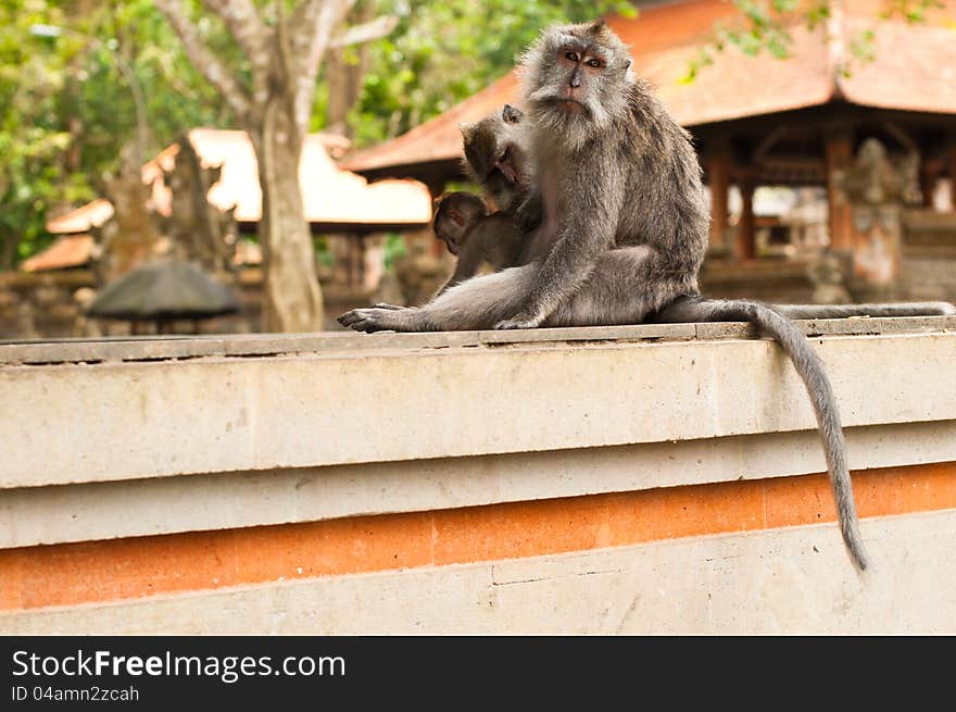 Family of long-tailed macaques