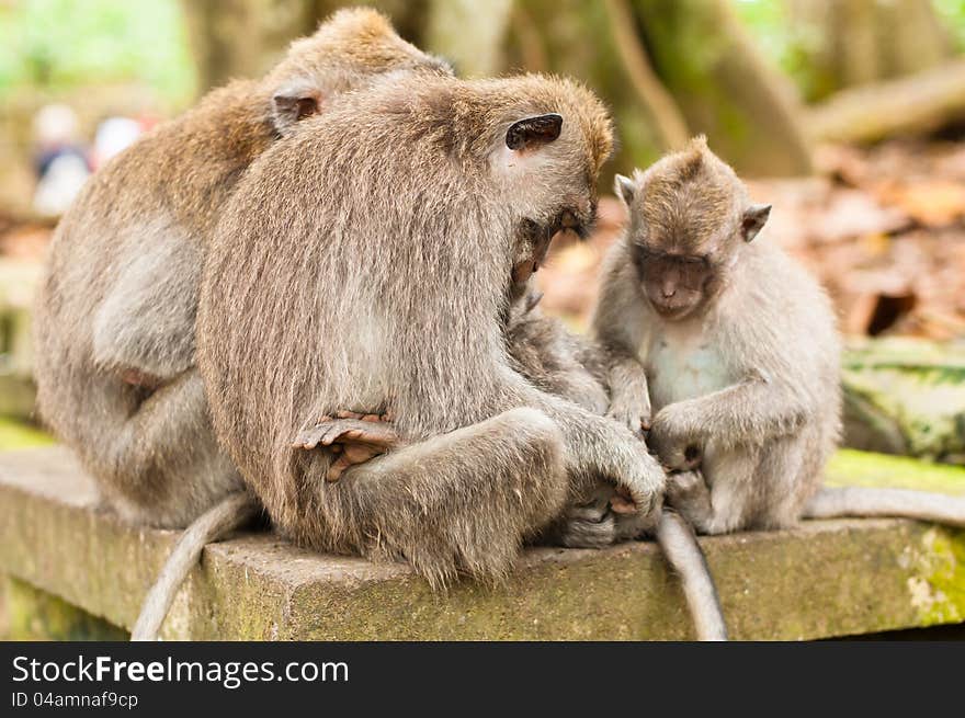 Family of long-tailed macaques