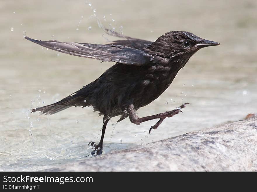 Fast running bird