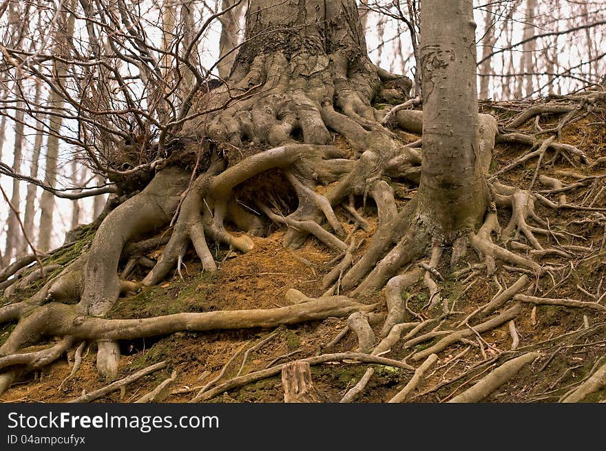 Roots of a tree