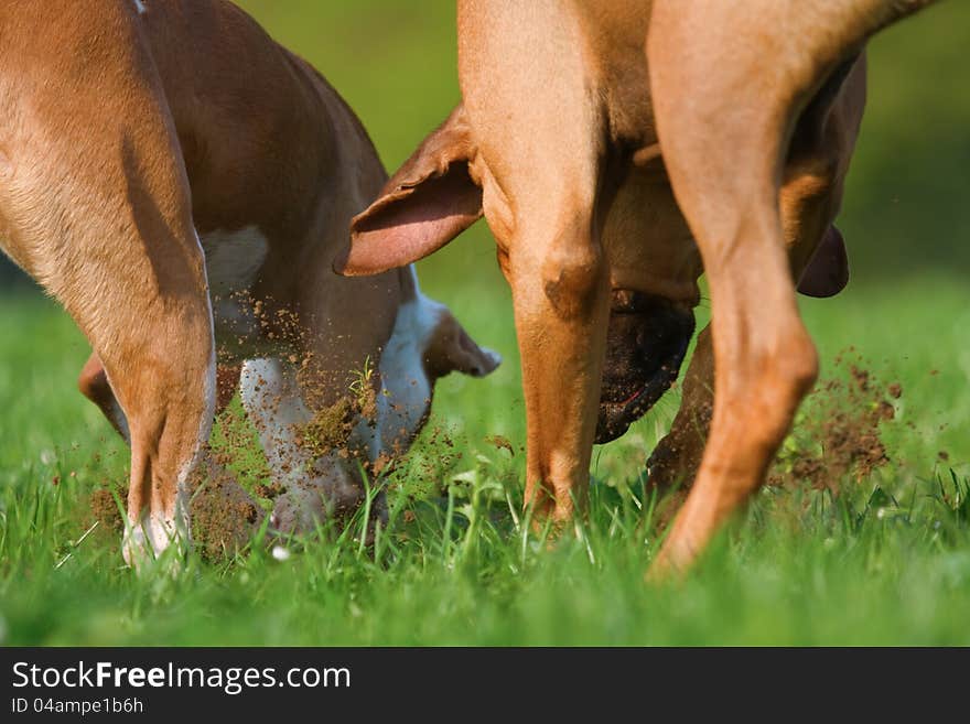 Tow dogs, a Rhodesian Ridgeback rude and a mixedbreed rude are digging in a meadow for something. Tow dogs, a Rhodesian Ridgeback rude and a mixedbreed rude are digging in a meadow for something