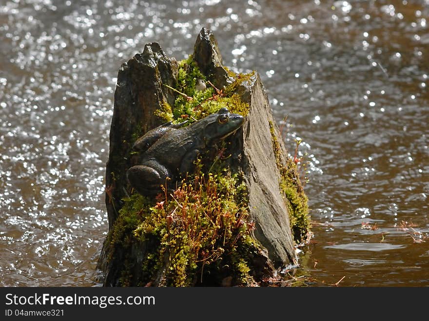 Bullfrog sunning on rock next to waterfall