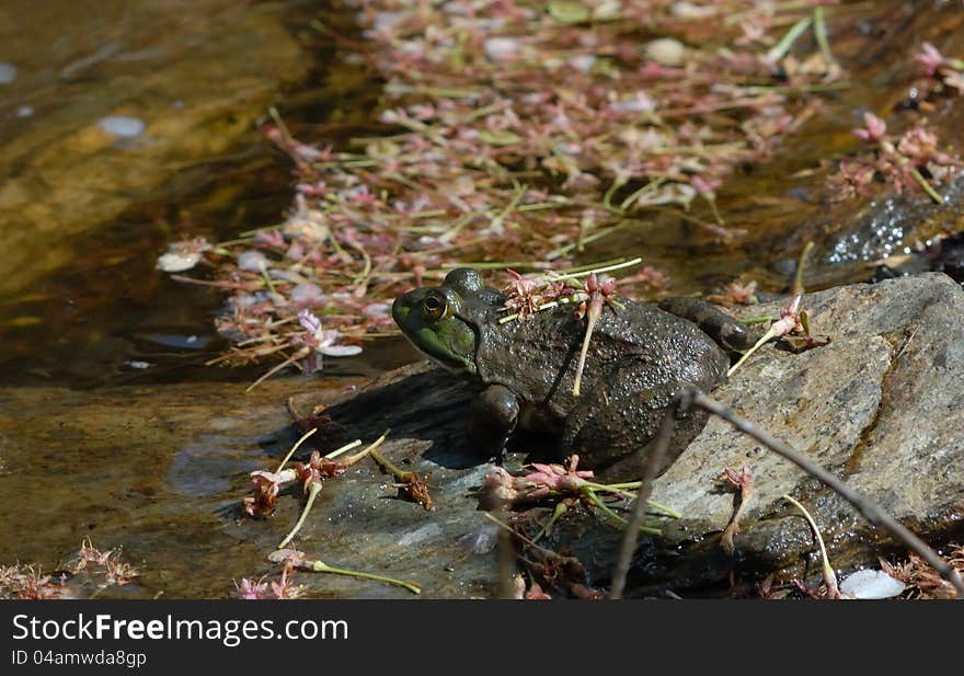 Bullfrog sunning at edge of pond with cherry blossoms.