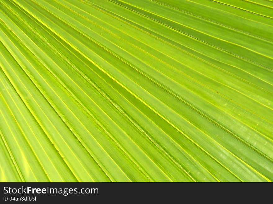 Textured green leaf suitable for background