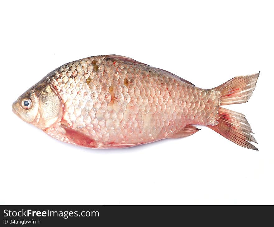 Fish crucian animal carp water