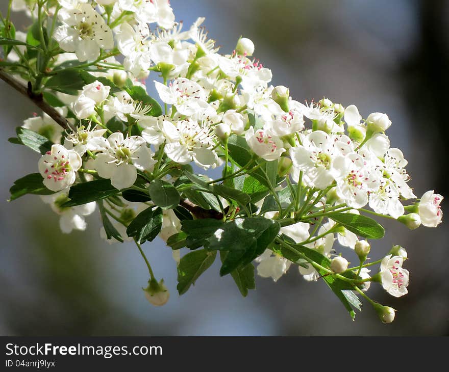 Flowers of hawthorn in spring