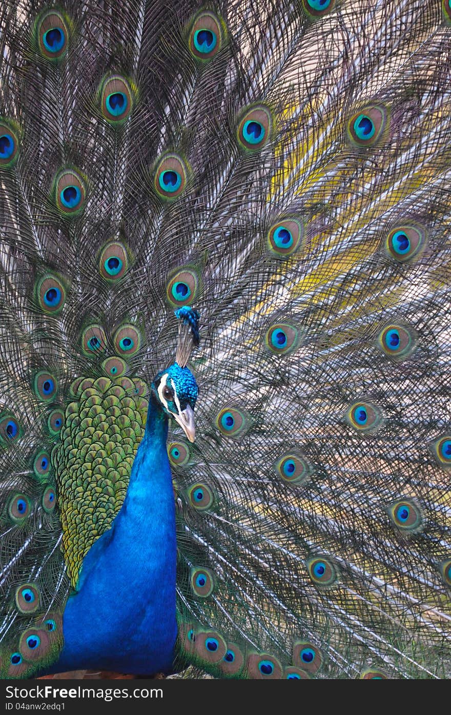 Peacock at castle orlik czech republic