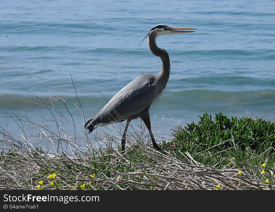 Great blue heron