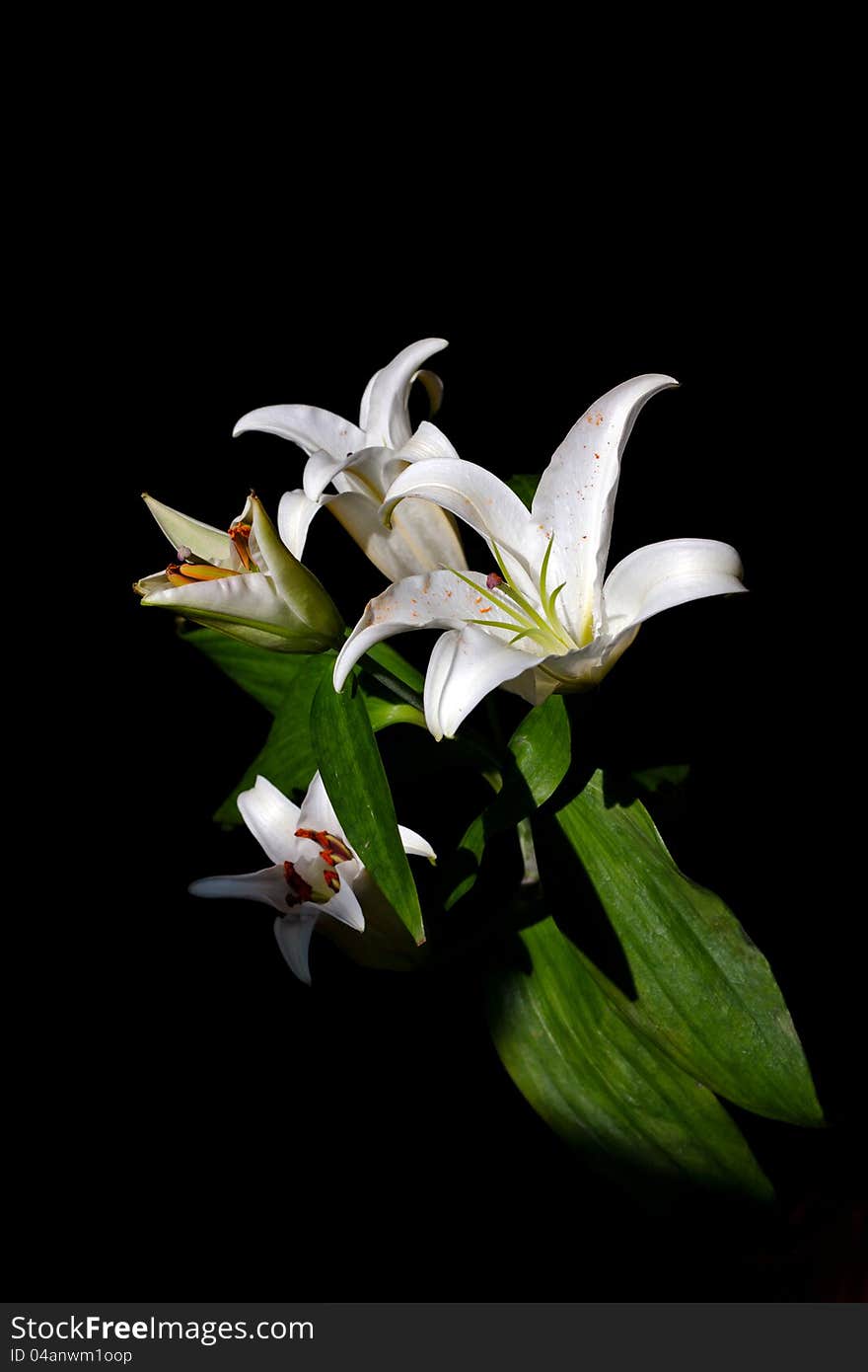 White lilies