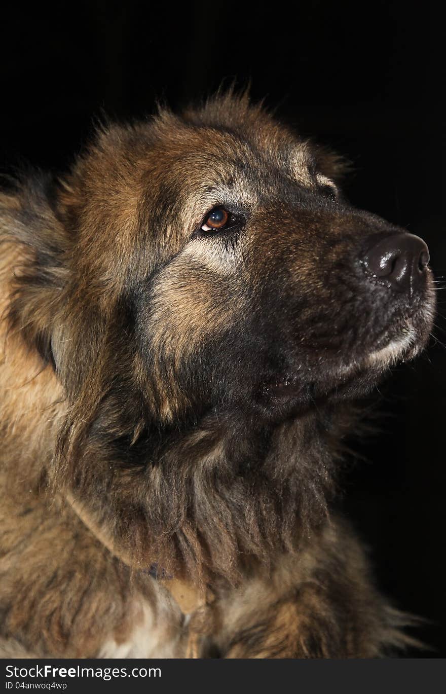 A true friend, Caucasian Shepherd Dog breed