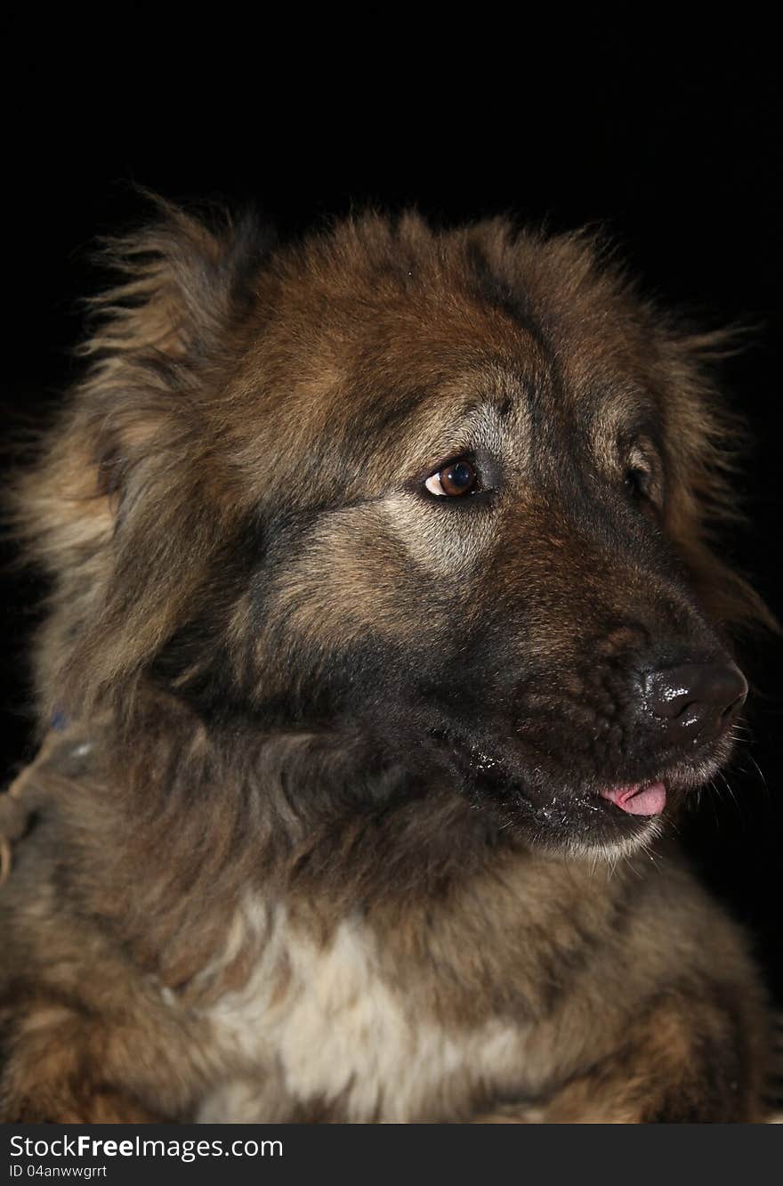 A true friend, Caucasian Shepherd Dog breed