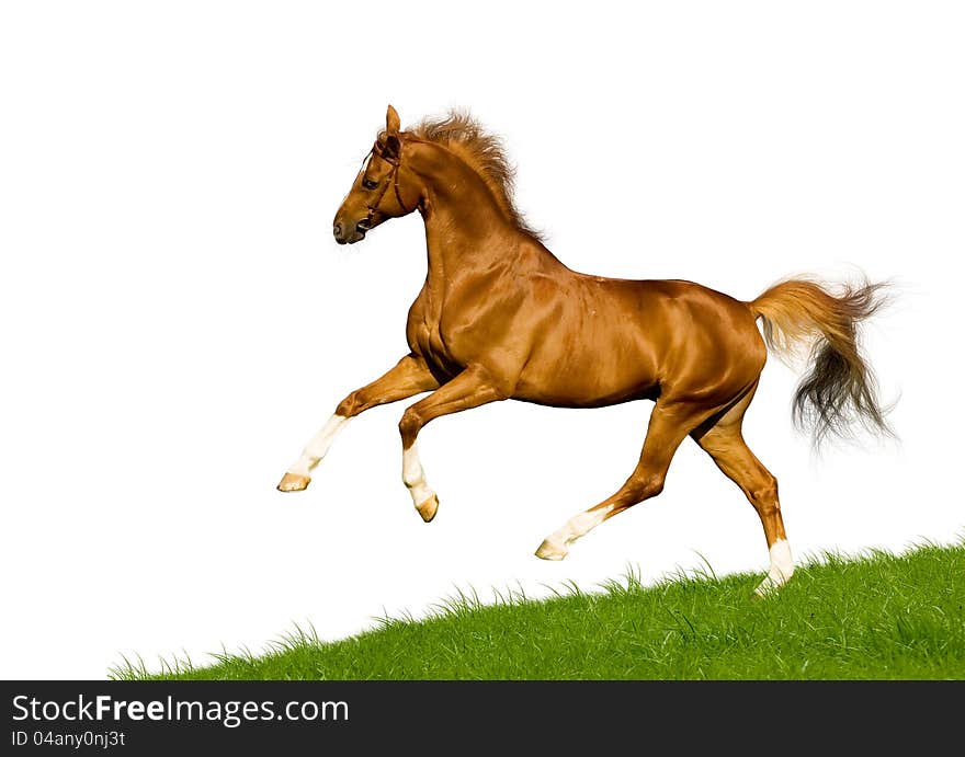 Grey horse on green hill isolated on white background. Grey horse on green hill isolated on white background.