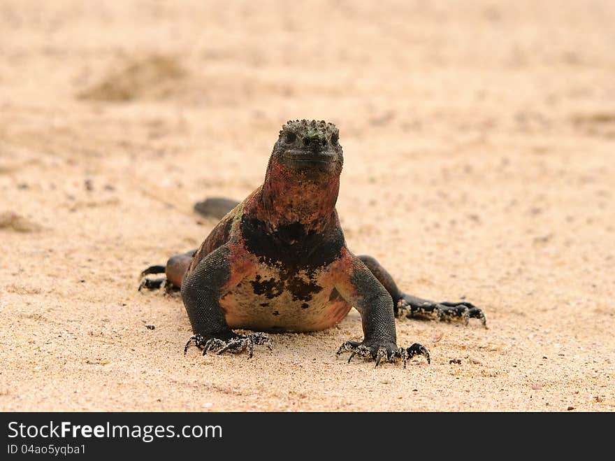 Marine iguana on beach in Galapagos