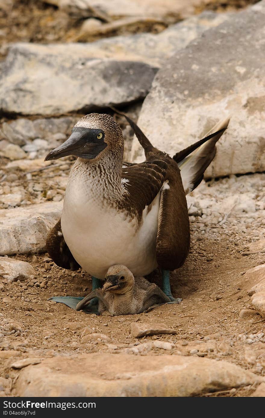 Blue Footed Booby and chick