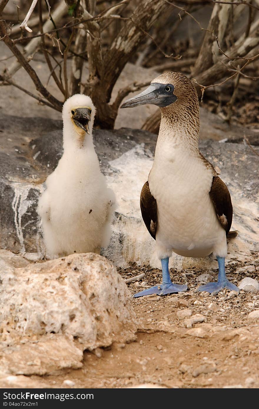 Blue Footed Booby and chick on Galapagos islands