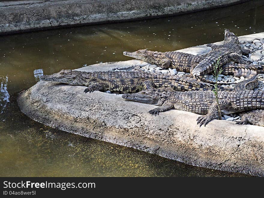 Crocodiles