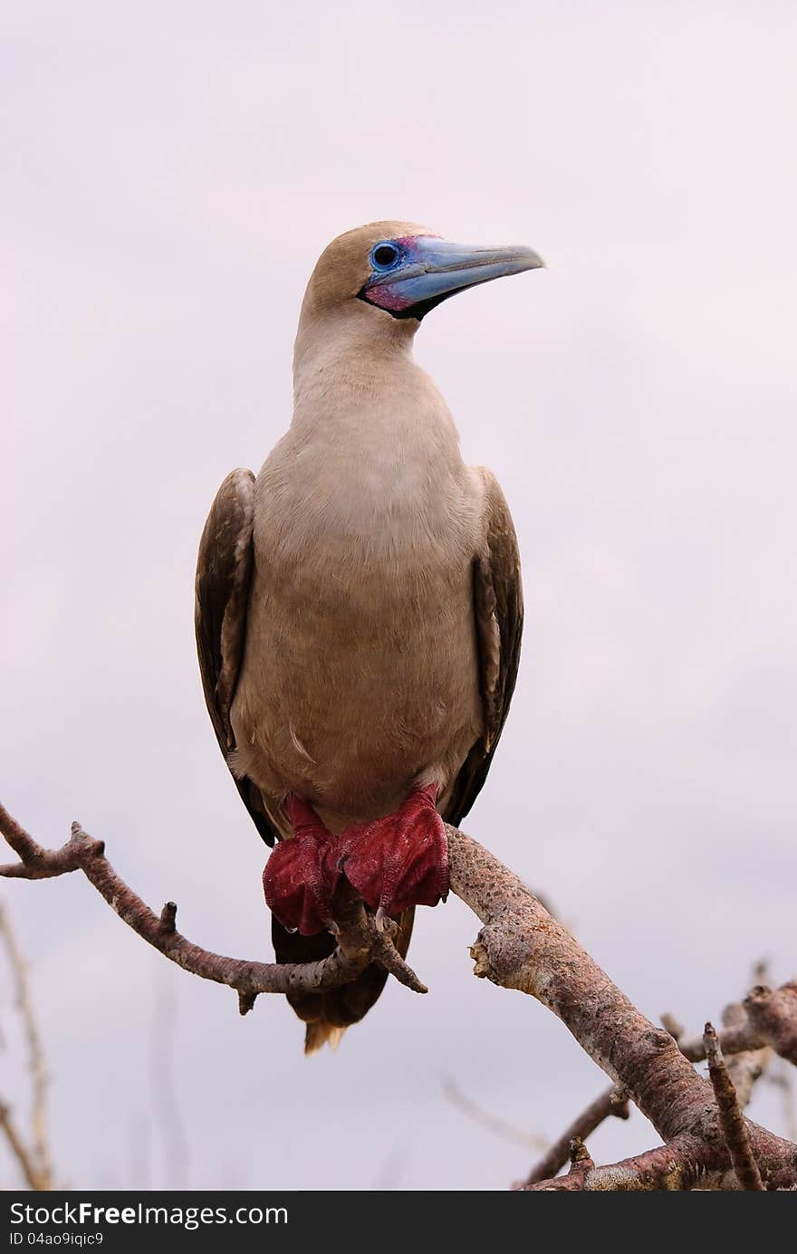 Red footed booby perching on branch on Galapagos Islands. Red footed booby perching on branch on Galapagos Islands