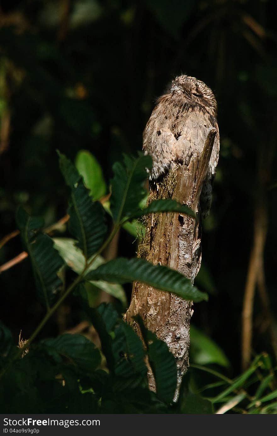 Potoo camouflaged during the day