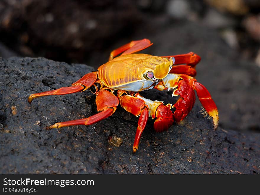 Sally Lightfoot Crab on lava on Galapagos