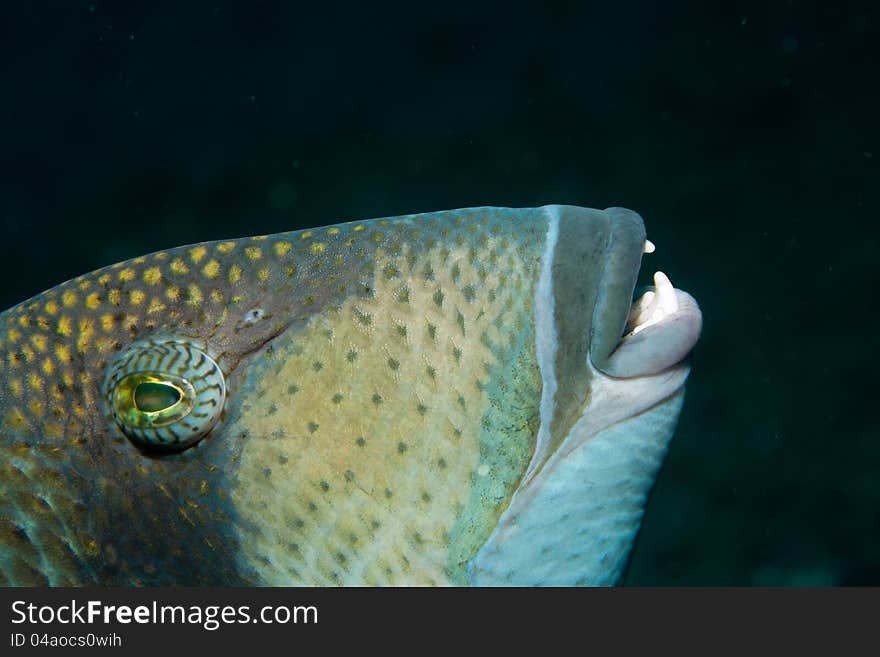 Close-up of a Titan Triggerfish at Bali, Indonesia