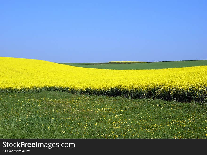 Rapeseed And Meadow