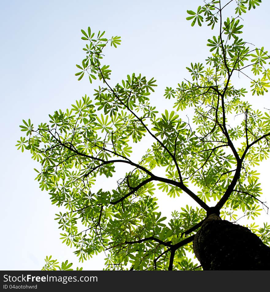 Beautiful green tree on sunny day