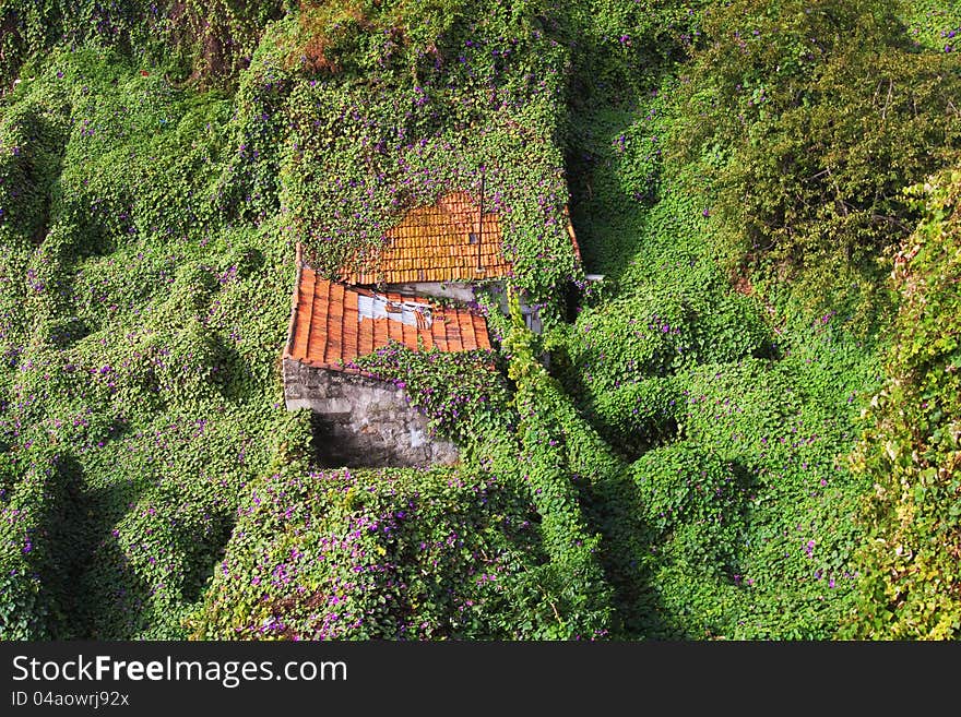 Abandoned house overgrowing with a flowering climbing plant. Abandoned house overgrowing with a flowering climbing plant