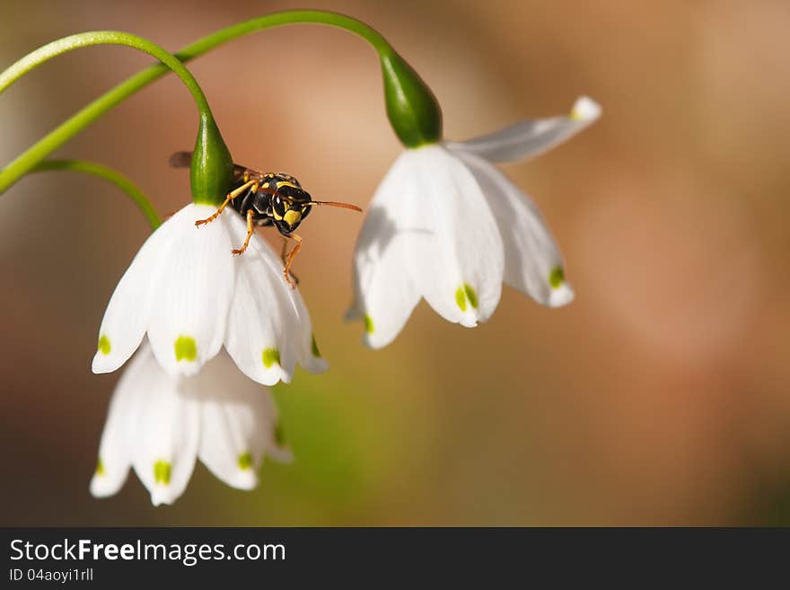 Wasp sittion on the blossom of a spring snowflake. Wasp sittion on the blossom of a spring snowflake
