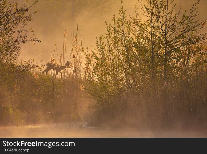 Silhouette of a deer in a misty morning scene at a lake. Silhouette of a deer in a misty morning scene at a lake