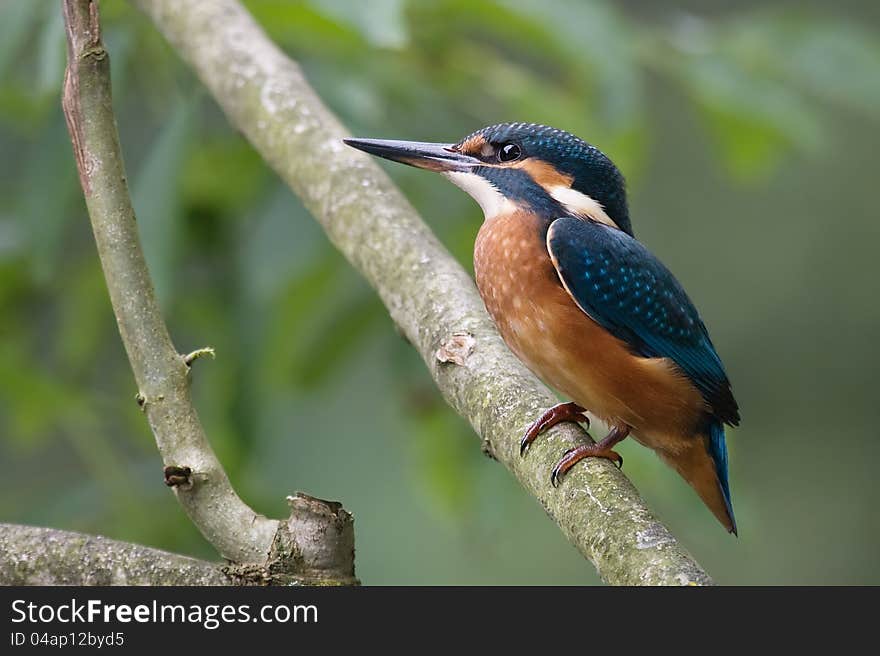 Common Kingfisher