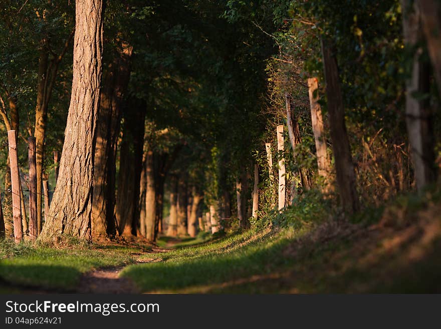 Forest Track