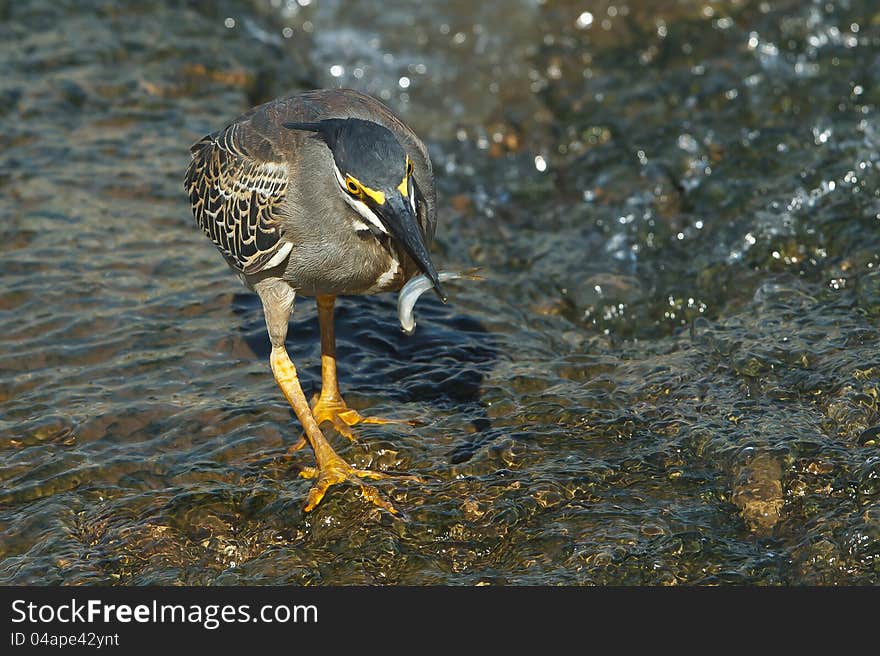 Greenback Heron feeding on fish in Kruger National Park, South Africa. Greenback Heron feeding on fish in Kruger National Park, South Africa