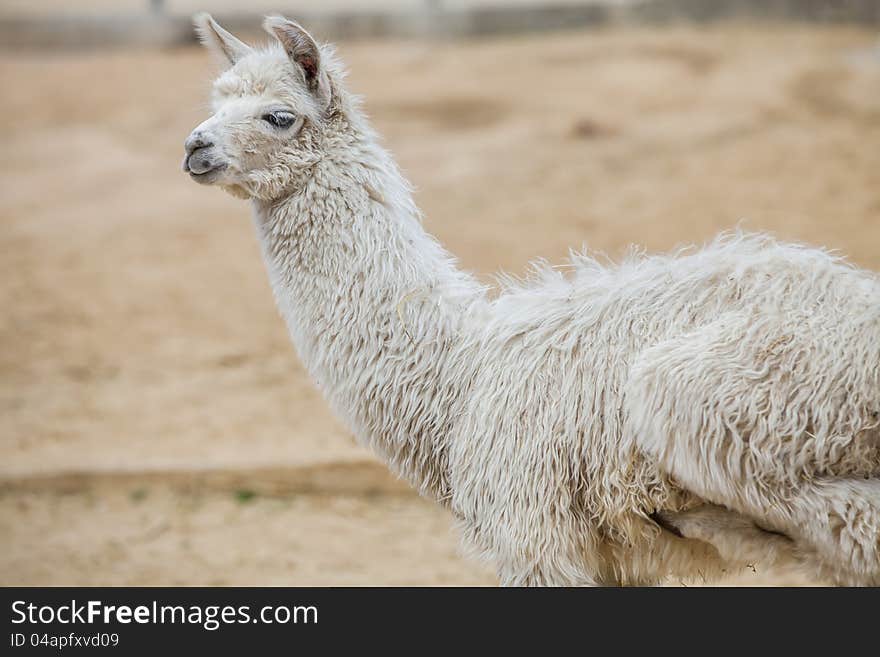 White alpaca looking and walking around. White alpaca looking and walking around