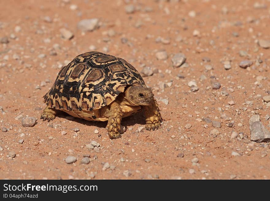 Leopard tortoise in dirt road