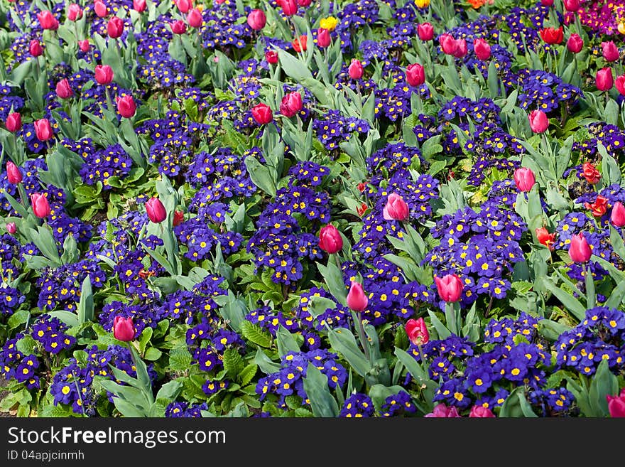 Vibrant flowerbeds