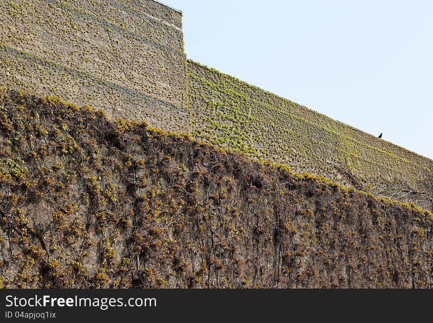 The castle wall covered with sinews. The castle wall covered with sinews