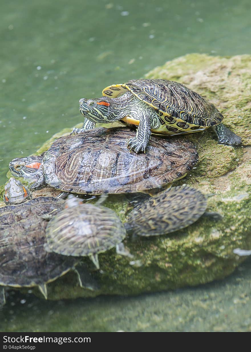 Colorful water turtles playing on a rock