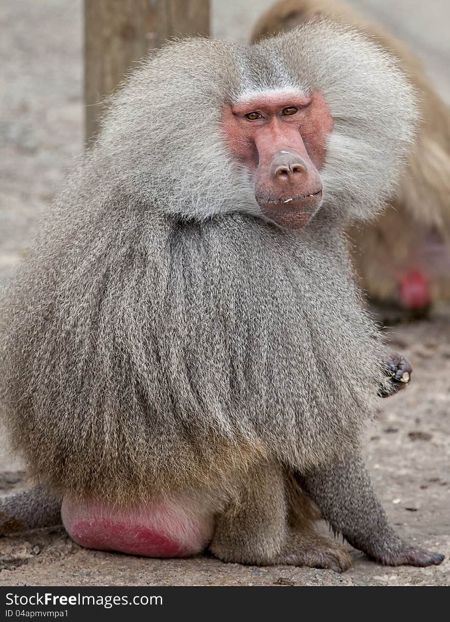 Male Hamadryas Baboon (Papio hamadryas) looking at camera. Male Hamadryas Baboon (Papio hamadryas) looking at camera