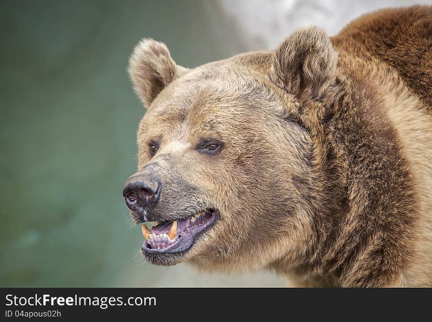 Brown Bear