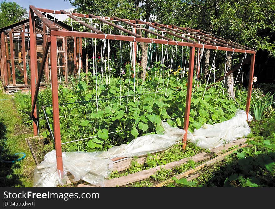 Open hothouse with cucumbers on summer residence