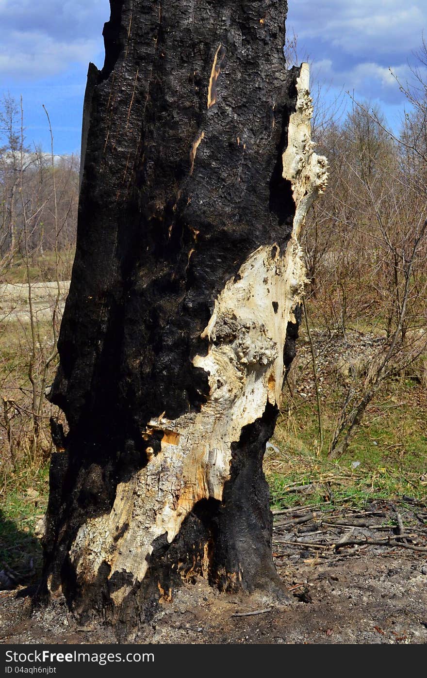 Image of a tree log burned on the outside and still standing. Image of a tree log burned on the outside and still standing