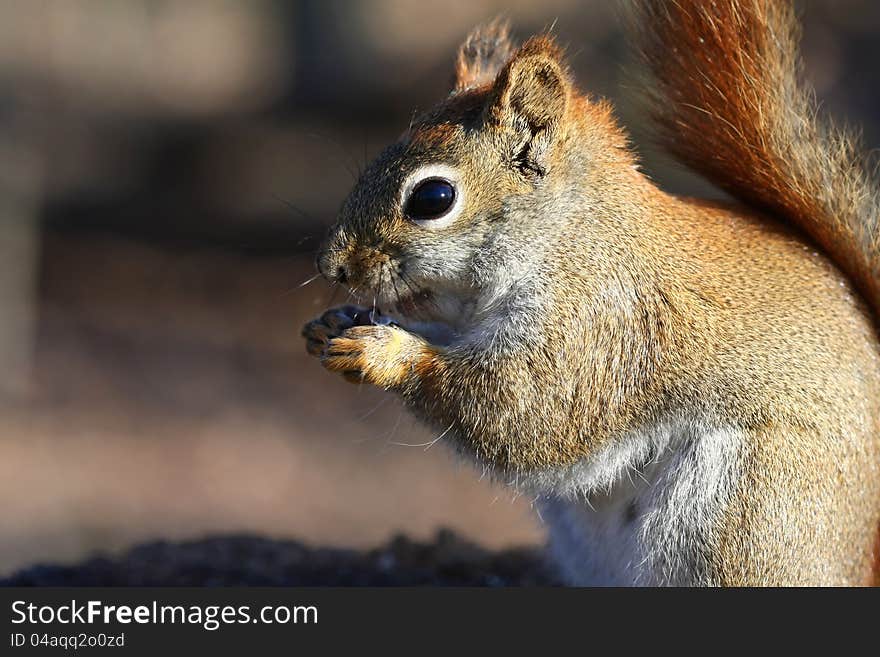 Red Squirrel Tamiasciurus hudsonicus close up of face in sun