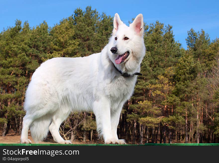 Swiss Shepherd dog staying over forest